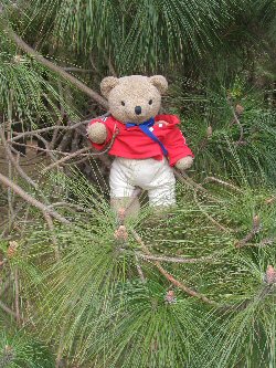 Little Bear enjoys 