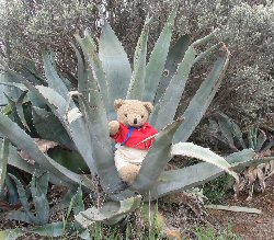 Little Bear finds another large plant
