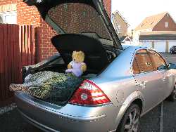Sara Bear in the boot of her Ford Mondeo Titanium X with a Christmas Tree from the Christmas Tree Farm in Hawkwell.