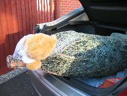 Sara pulls her tree from the boot