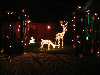 Steve the light up animated stag living in the back paddock before Christmas