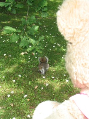 Squirrel in Danbury Country Park, Essex, UK