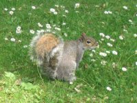 Squirrel in Danbury Country Park, Essex, UK