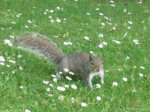 Squirrel in Danbury Country Park, Essex, UK