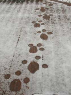 Pawmarks in the snow