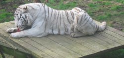 An icelandic blonde tiger